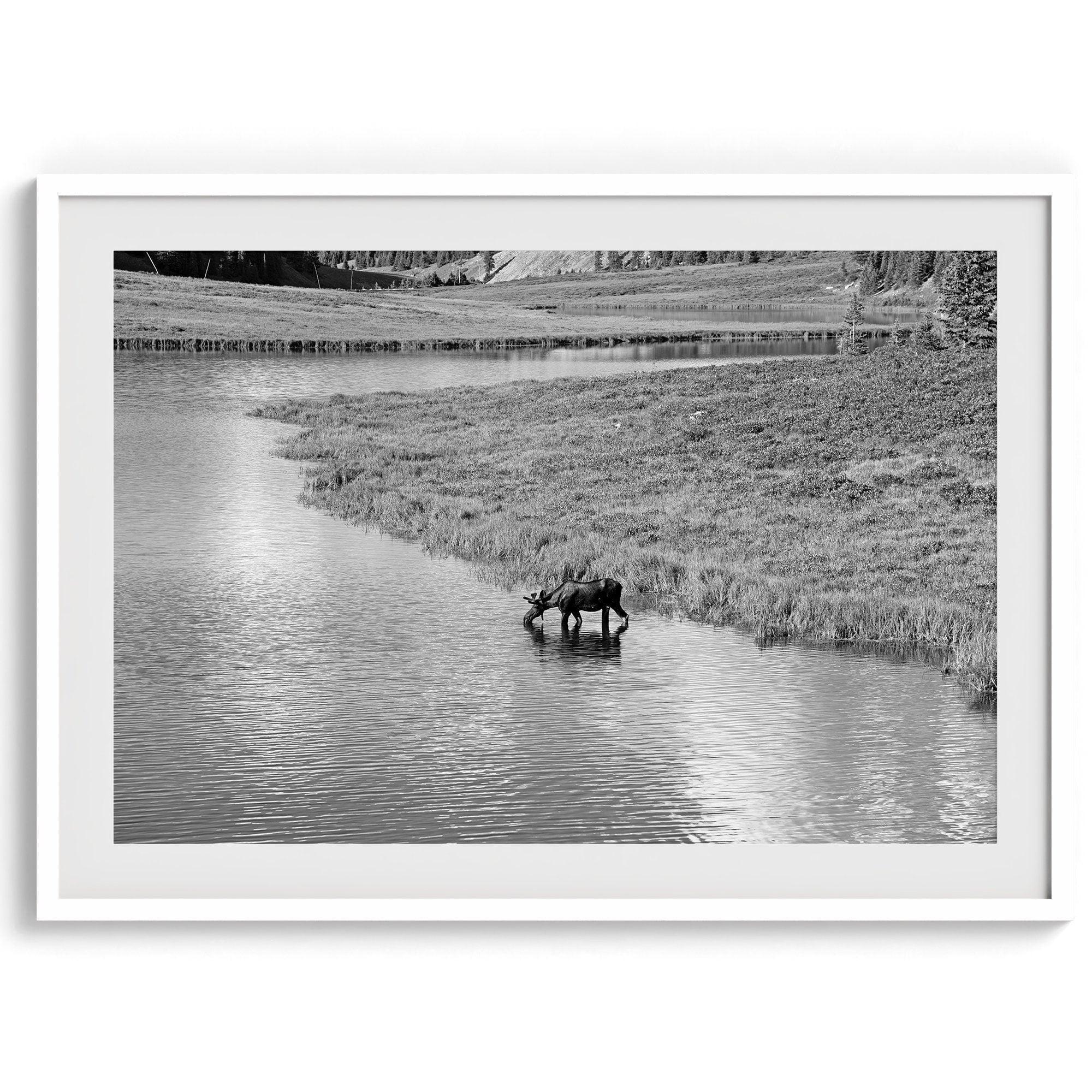 Capture the spirit of Rocky Mountain National Park with this black and white fine art Moose photo print. A majestic Moose stands drinking from the valley river. A timeless nature wall art that transports you to the calming beauty of Colorado.