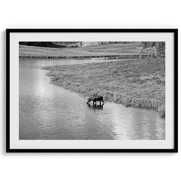 Capture the spirit of Rocky Mountain National Park with this black and white fine art Moose photo print. A majestic Moose stands drinking from the valley river. A timeless nature wall art that transports you to the calming beauty of Colorado.
