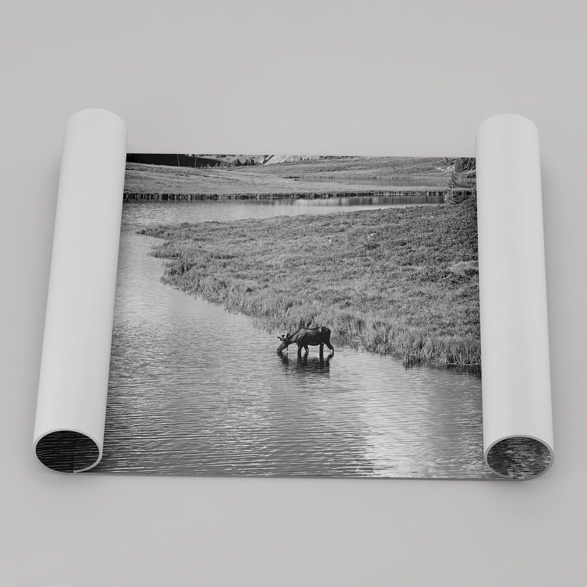 Capture the spirit of Rocky Mountain National Park with this black and white fine art Moose photo print. A majestic Moose stands drinking from the valley river. A timeless nature wall art that transports you to the calming beauty of Colorado.