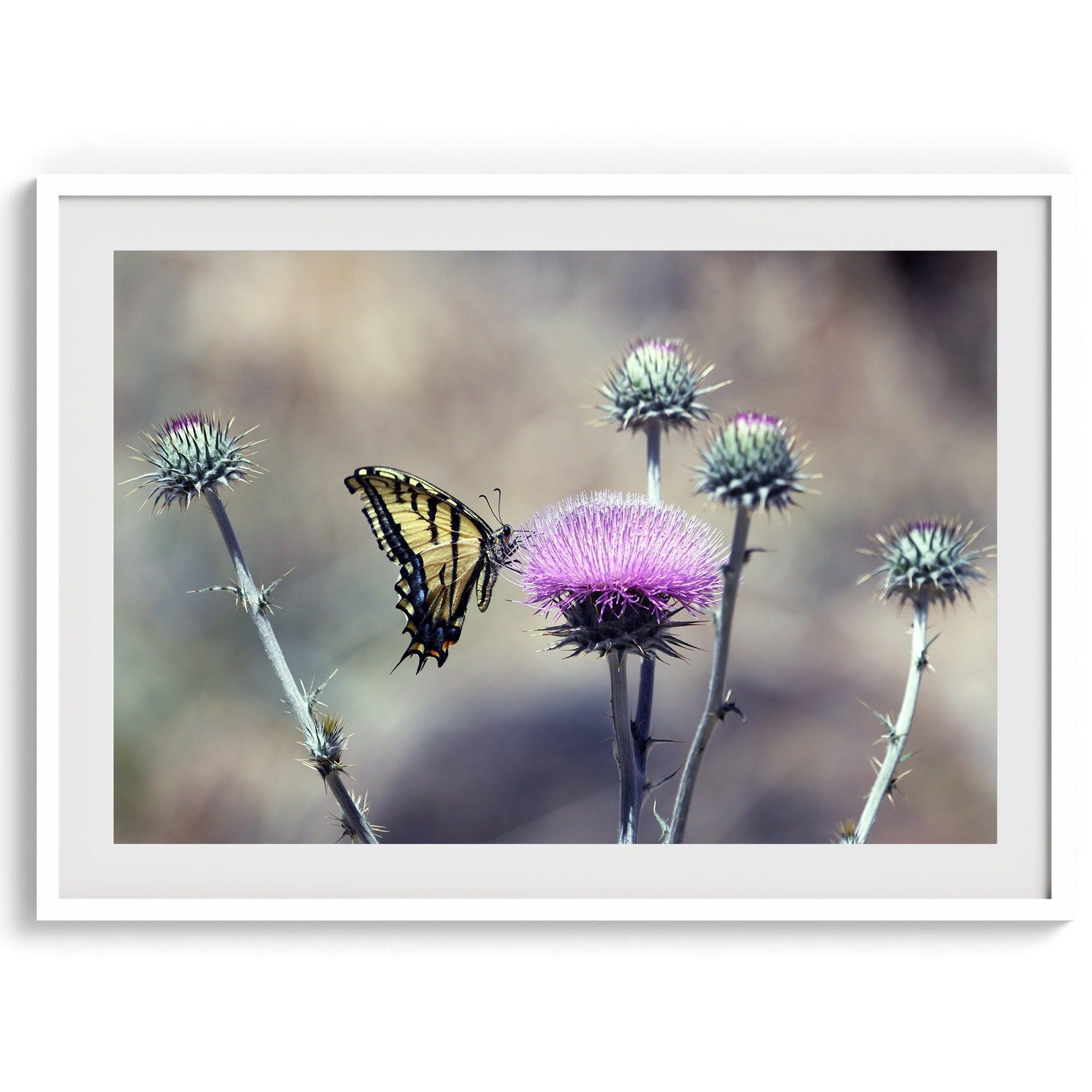 A stunning colorful fine art Butterfly print featuring Arizona's state butterfly - the Two-tailed Swallowtail, sitting on a vibrant purple New Mexico Thistle.