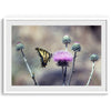 A stunning colorful fine art Butterfly print featuring Arizona&#39;s state butterfly - the Two-tailed Swallowtail, sitting on a vibrant purple New Mexico Thistle.