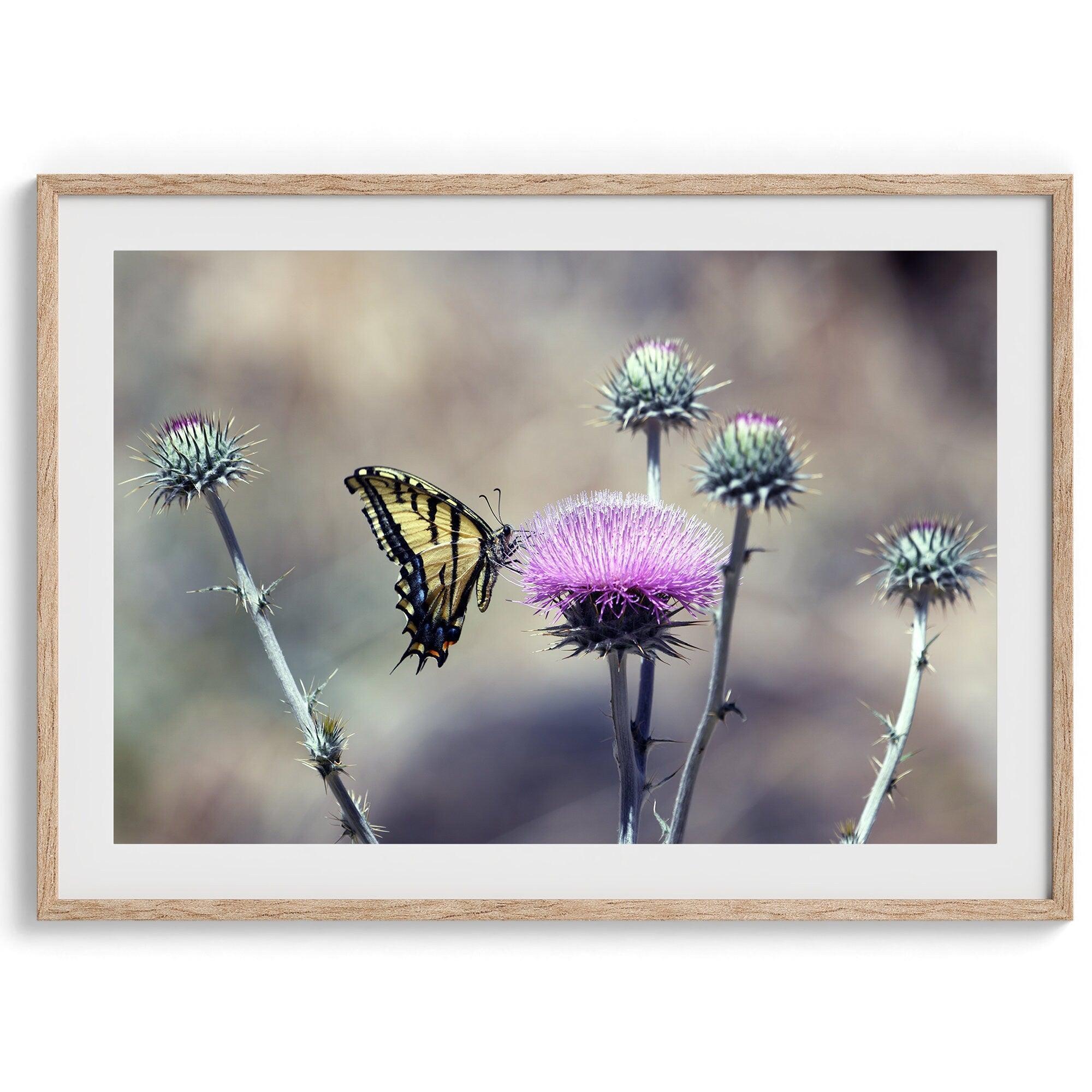 A stunning colorful fine art Butterfly print featuring Arizona's state butterfly - the Two-tailed Swallowtail, sitting on a vibrant purple New Mexico Thistle.