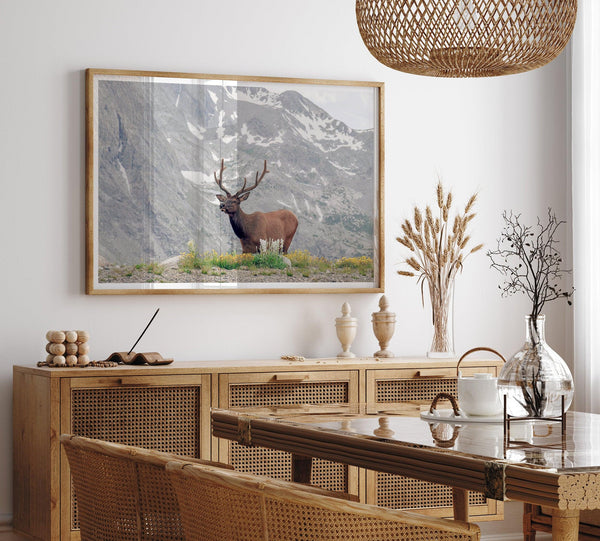Fine Art Elk Print - Rocky Mountain Wall Art, Colorado Wildlife Photography, Framed Deer Wall Decor, Nature Wall Art for Home Decor