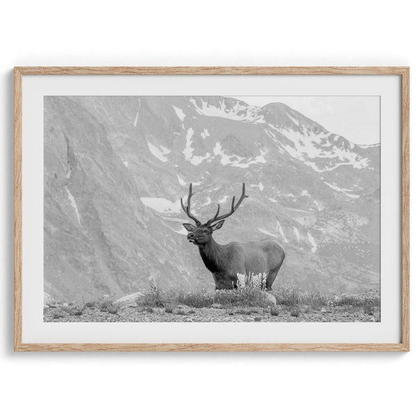 Capture the spirit of Rocky Mountain National Park with this black and white fine art Elk photo print. A majestic Elk stands on top of a bed of flowers with a snow-covered mountain behind it.
