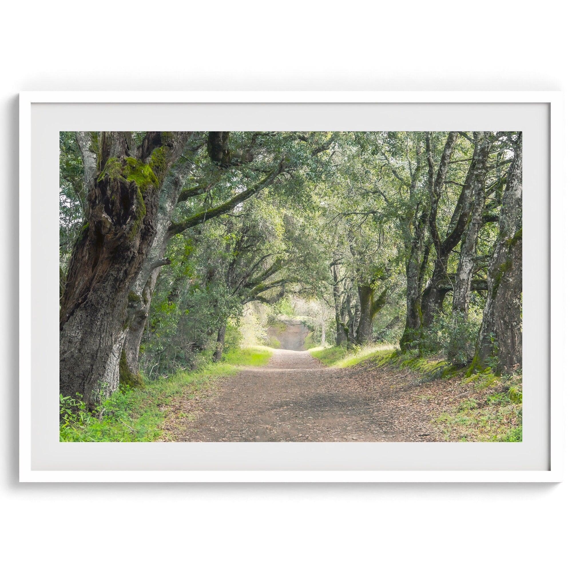 A fine art framed or unframed print of a tree tunnel path through the forest. this inspiring forest wall art with transport you straight into the heart of nature.