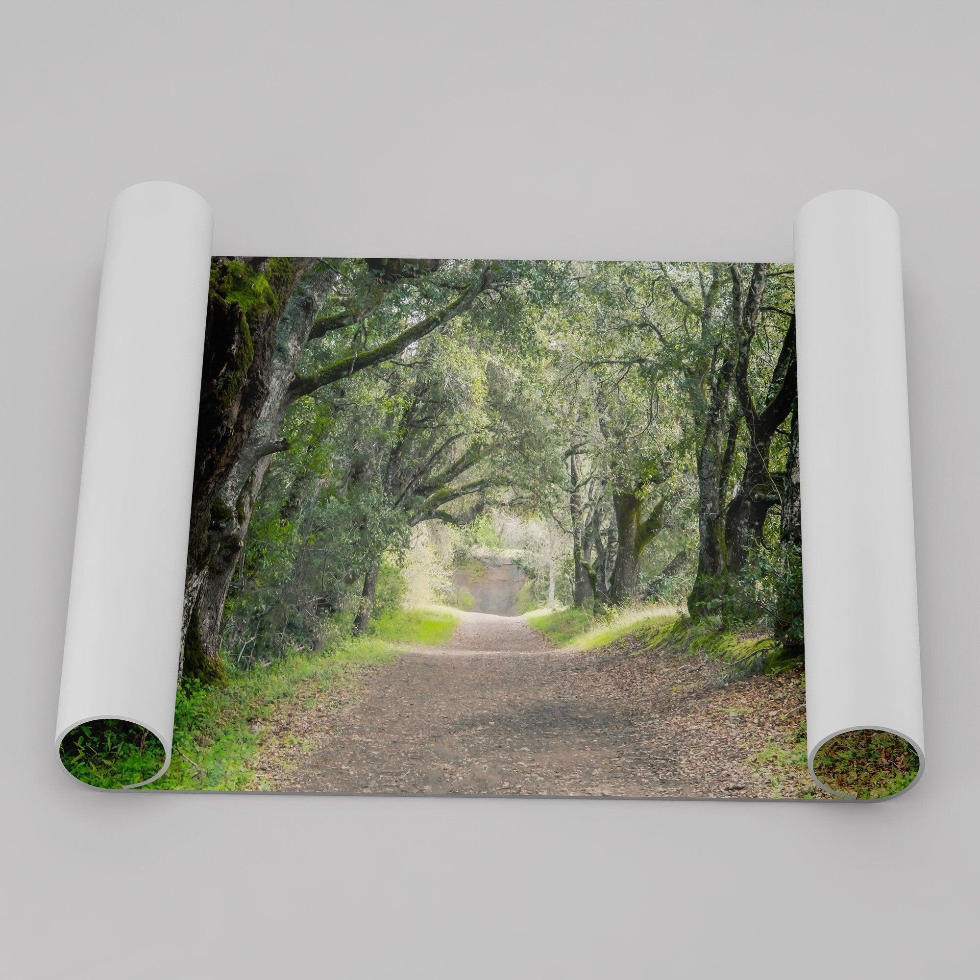 A fine art framed or unframed print of a tree tunnel path through the forest. this inspiring forest wall art with transport you straight into the heart of nature.