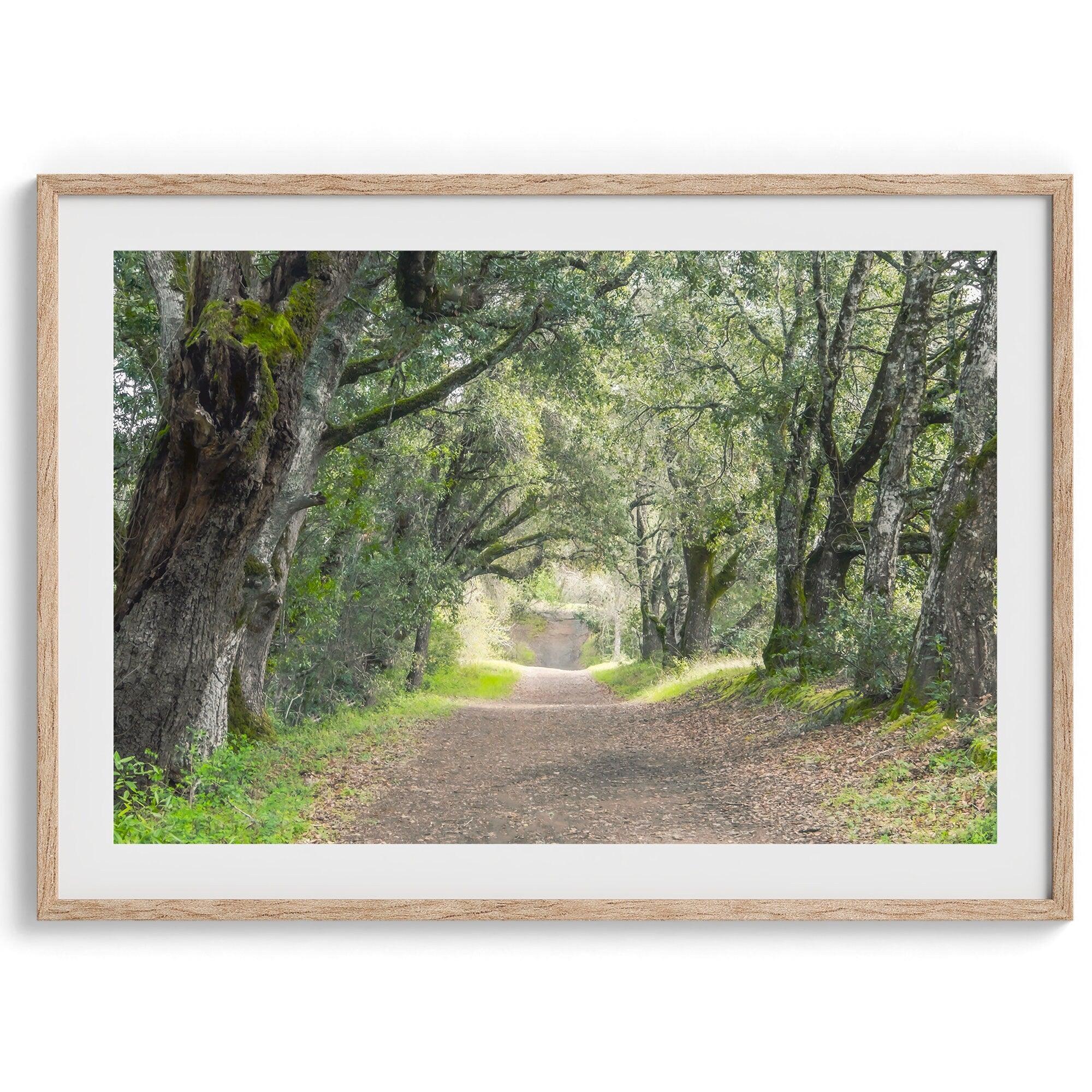 A fine art framed or unframed print of a tree tunnel path through the forest. this inspiring forest wall art with transport you straight into the heart of nature.