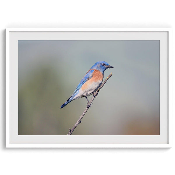 A fine art bird photography print featuring a close up look at a breathtaking Western Blue Bird in California.