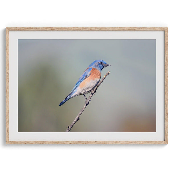 A fine art bird photography print featuring a close-up look at a breathtaking Western Blue Bird in California.