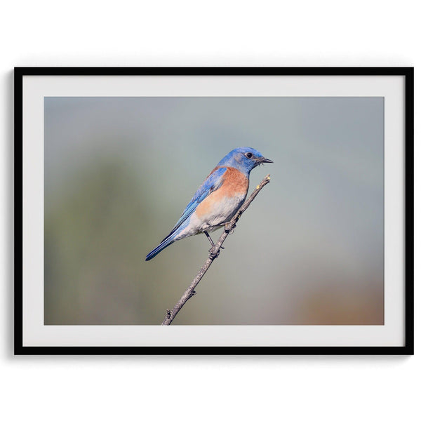 A fine art bird photography print featuring a close up look at a breathtaking Western Blue Bird in California.