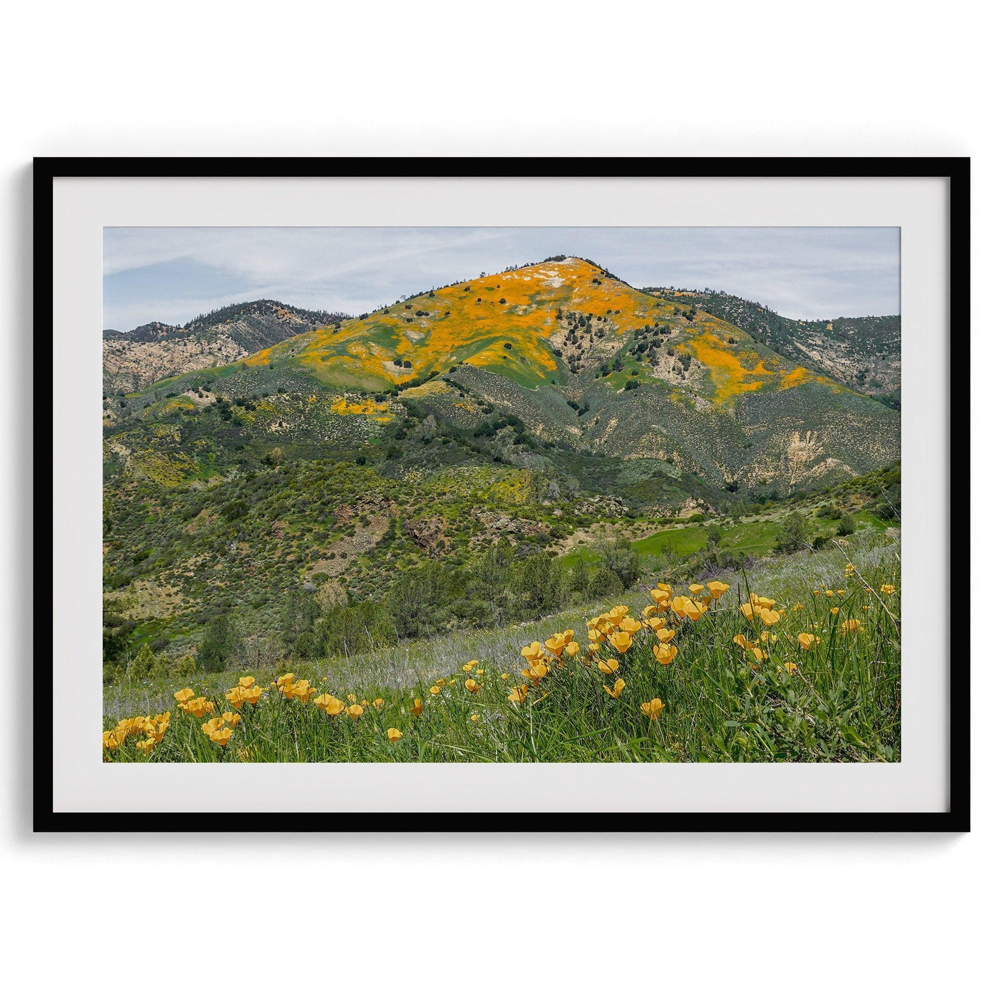 A fine art flower mountain print showing an awe-inspiring Poppy bloom on Figueroa Mountain in Californi.