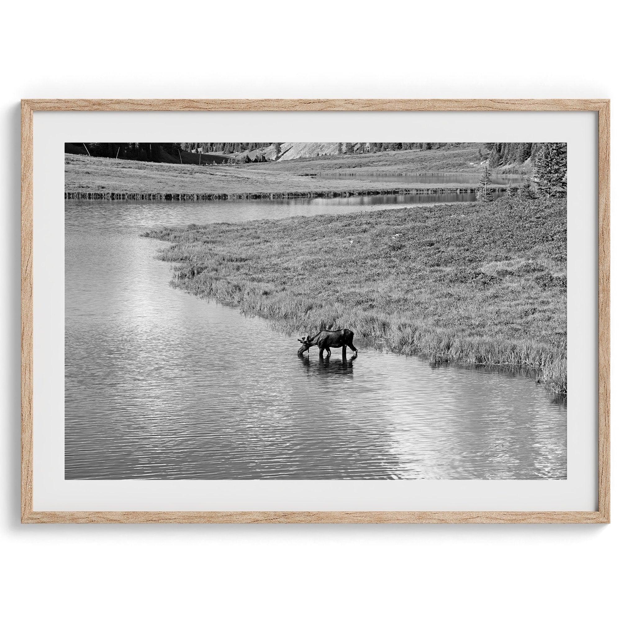 Capture the spirit of Rocky Mountain National Park with this black and white fine art Moose photo print. A majestic Moose stands drinking from the valley river. A timeless nature wall art that transports you to the calming beauty of Colorado.