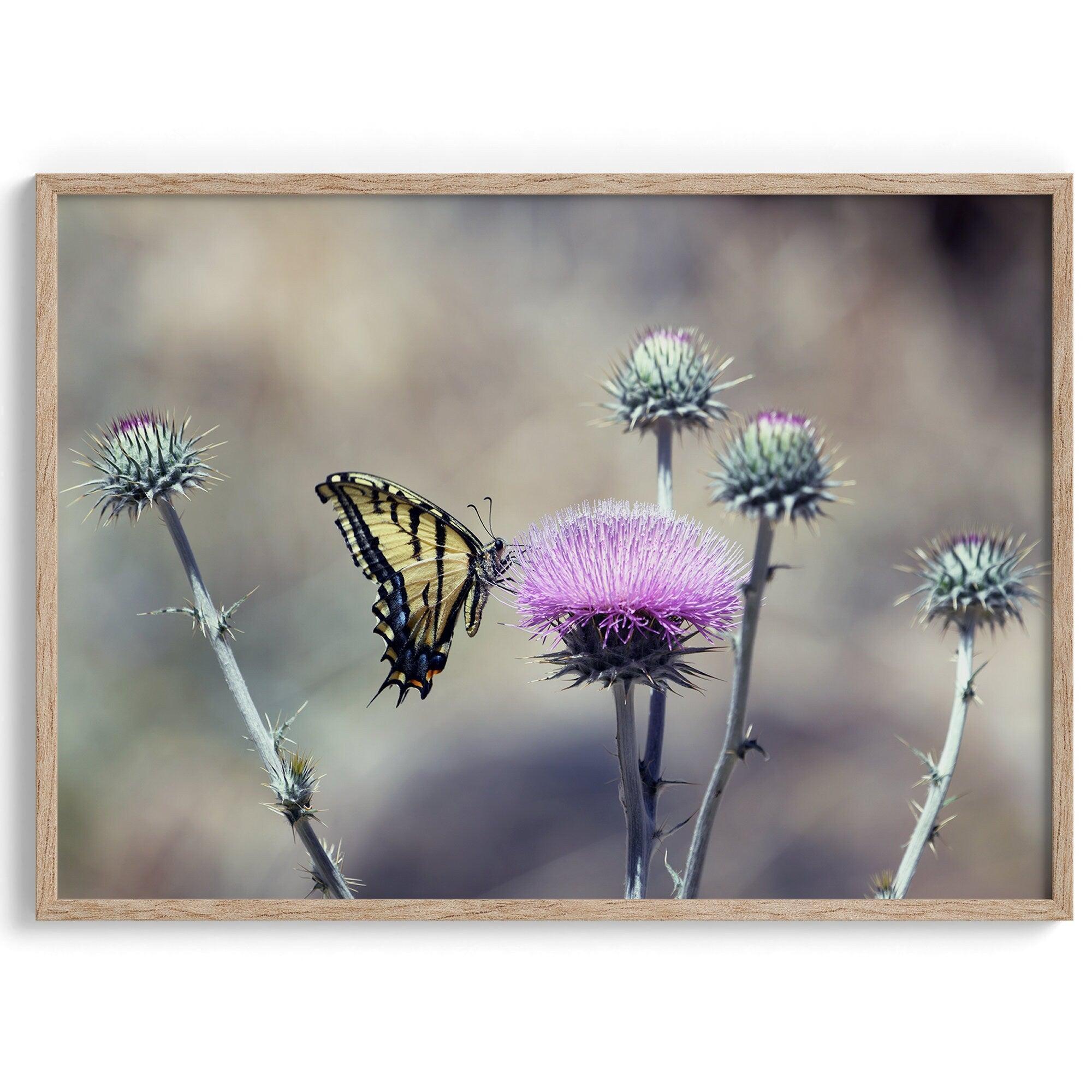 A stunning colorful fine art Butterfly print featuring Arizona's state butterfly - the Two-tailed Swallowtail, sitting on a vibrant purple New Mexico Thistle.