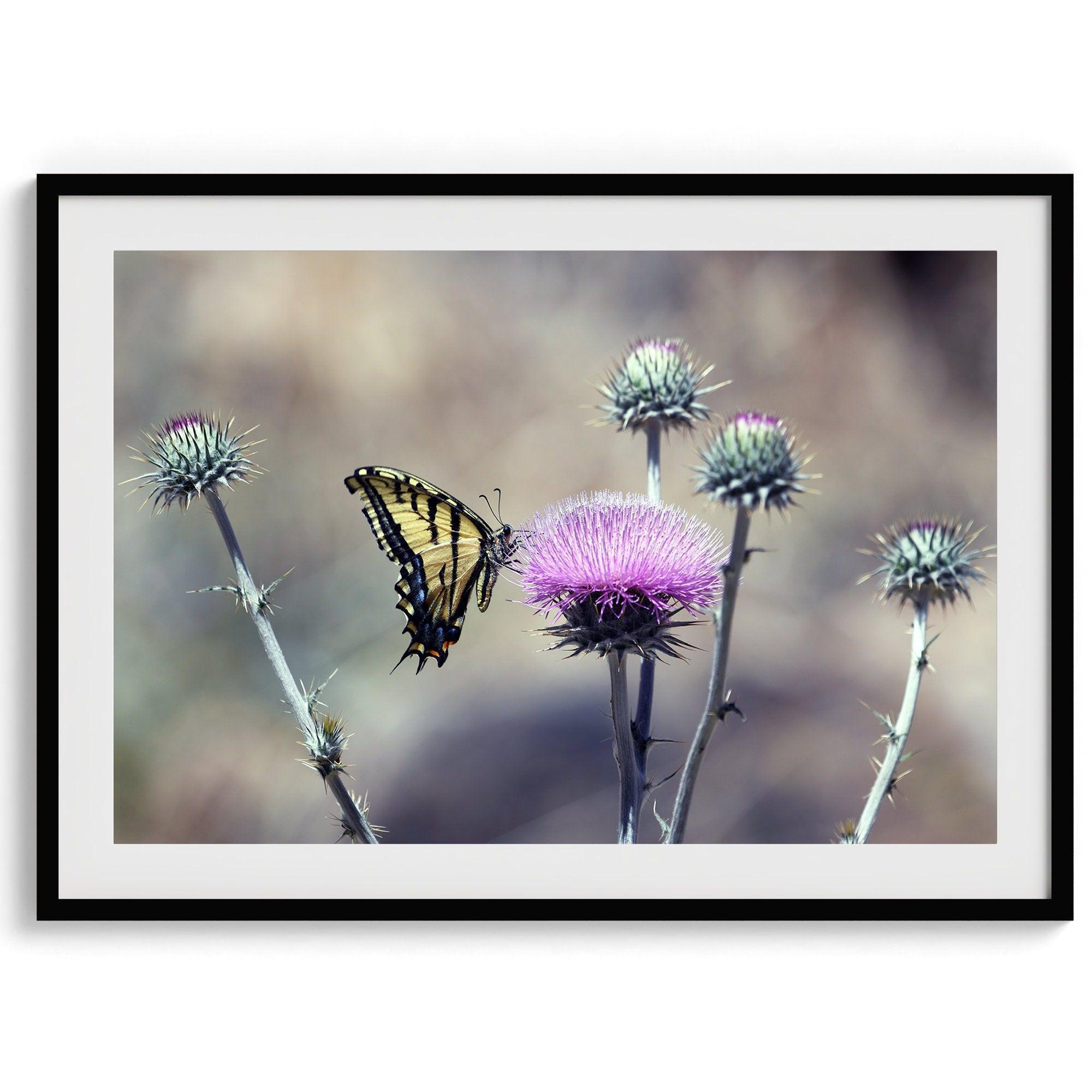 A stunning colorful fine art Butterfly print featuring Arizona's state butterfly - the Two-tailed Swallowtail, sitting on a vibrant purple New Mexico Thistle.