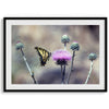 A stunning colorful fine art Butterfly print featuring Arizona&#39;s state butterfly - the Two-tailed Swallowtail, sitting on a vibrant purple New Mexico Thistle.