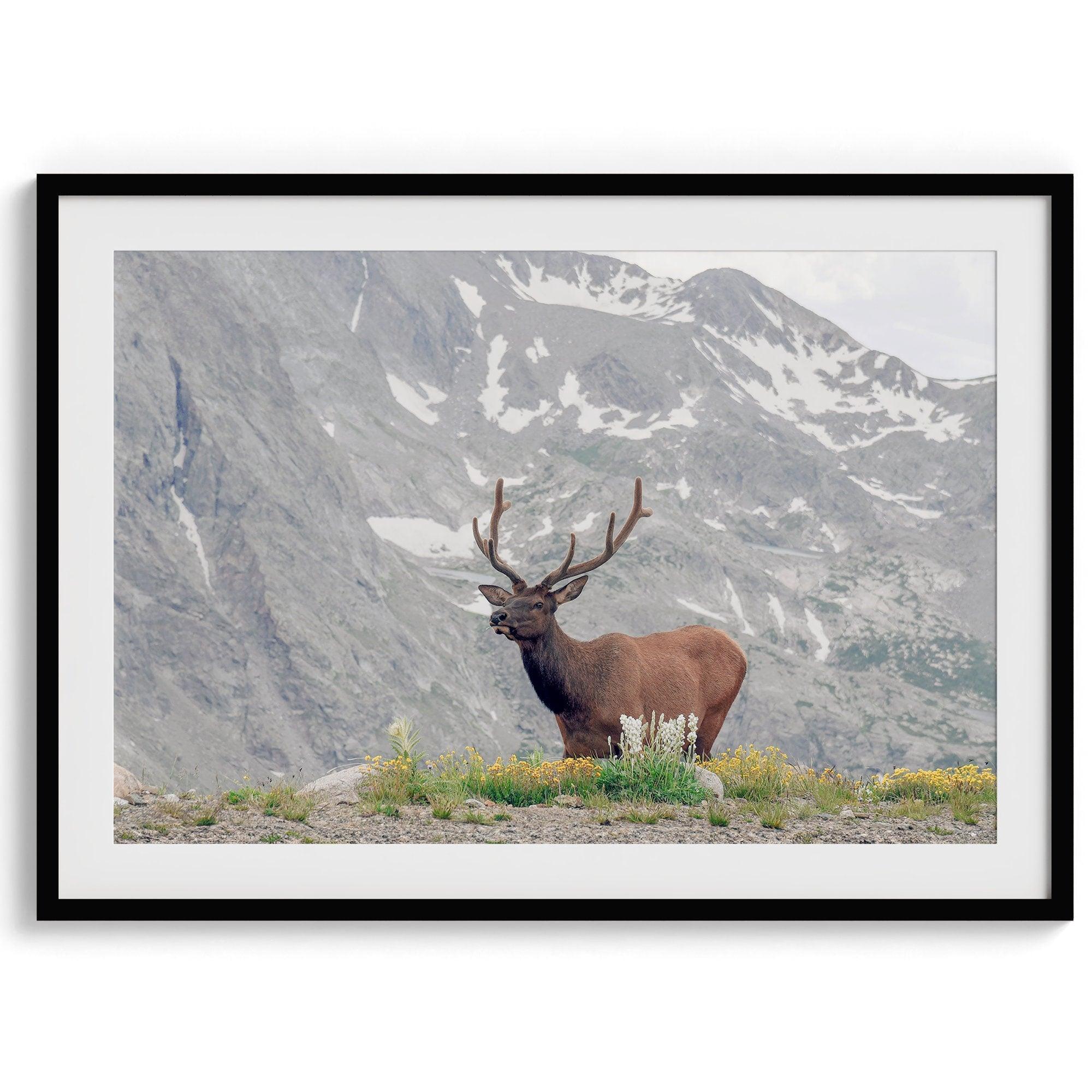 Fine Art Elk Print - Rocky Mountain Wall Art, Colorado Wildlife Photography, Framed Deer Wall Decor, Nature Wall Art for Home Decor