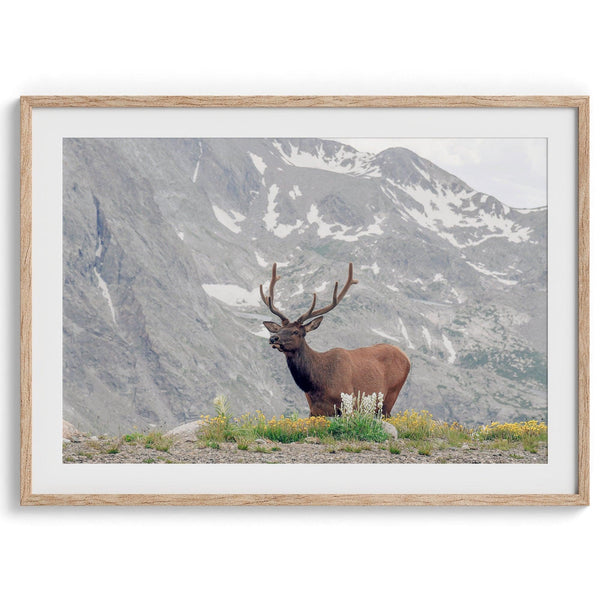 Fine Art Elk Print - Rocky Mountain Wall Art, Colorado Wildlife Photography, Framed Deer Wall Decor, Nature Wall Art for Home Decor