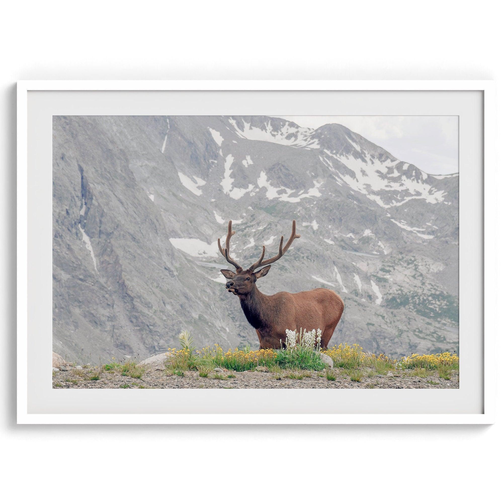 Fine Art Elk Print - Rocky Mountain Wall Art, Colorado Wildlife Photography, Framed Deer Wall Decor, Nature Wall Art for Home Decor