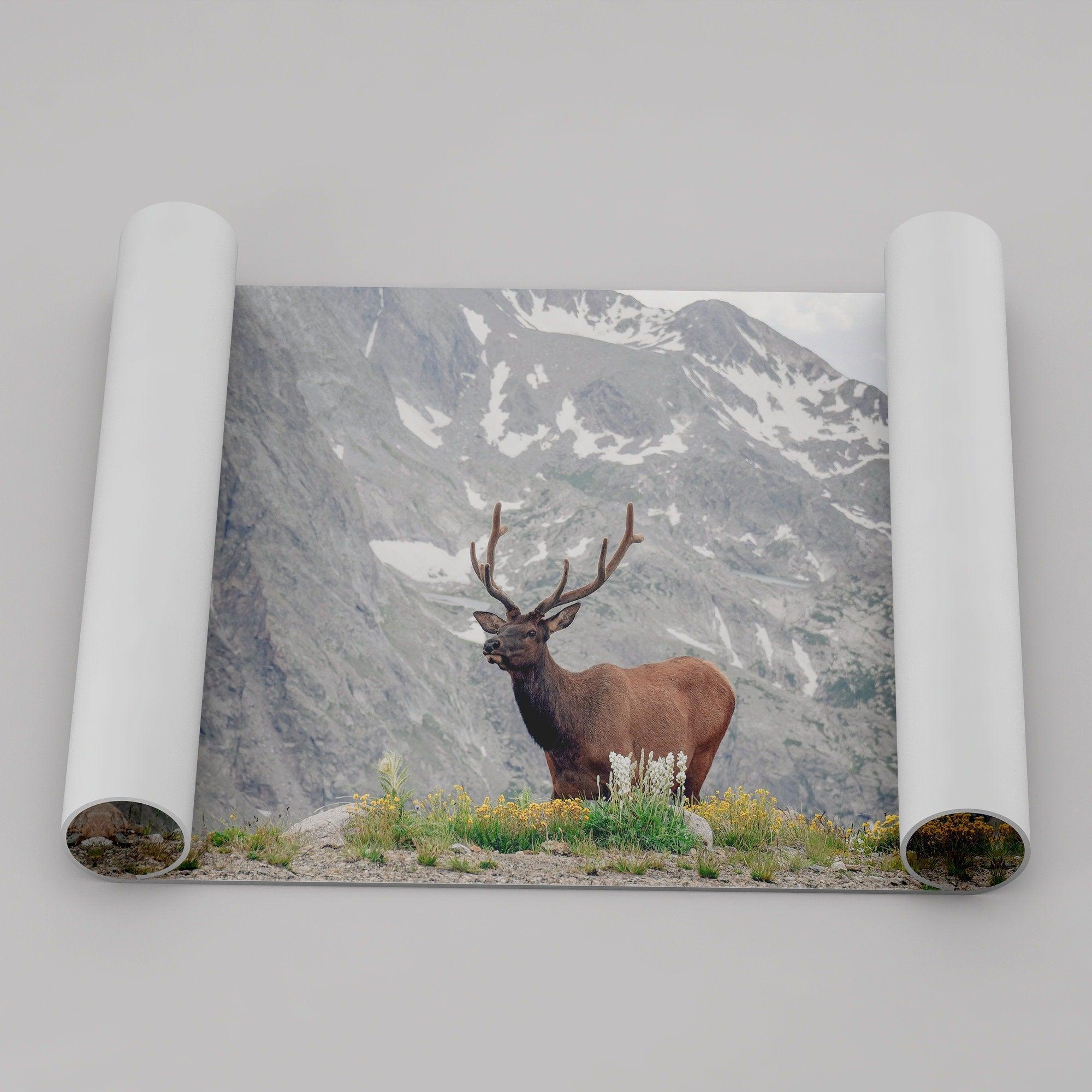 Fine Art Elk Print - Rocky Mountain Wall Art, Colorado Wildlife Photography, Framed Deer Wall Decor, Nature Wall Art for Home Decor