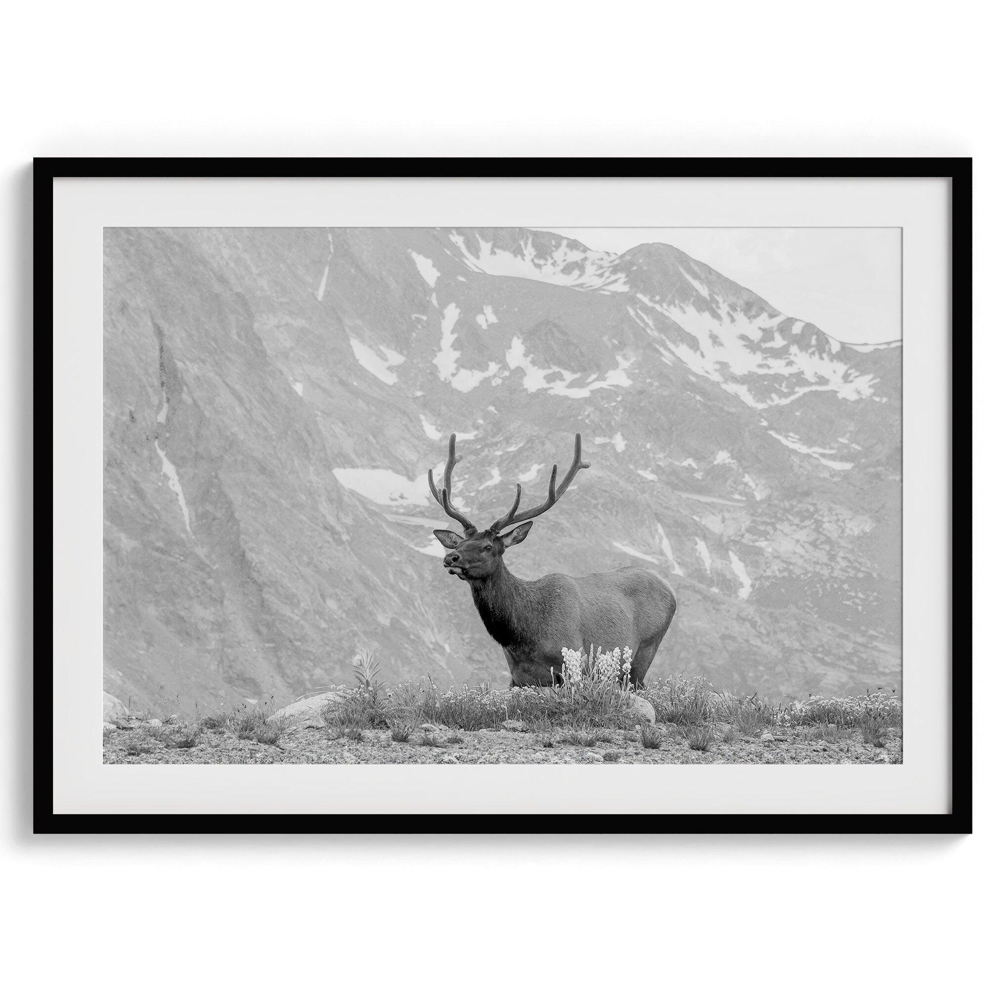 Capture the spirit of Rocky Mountain National Park with this black and white fine art Elk photo print. A majestic Elk stands on top of a bed of flowers with a snow-covered mountain behind it.