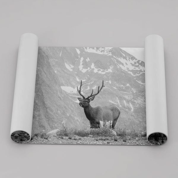 Capture the spirit of Rocky Mountain National Park with this black and white fine art Elk photo print. A majestic Elk stands on top of a bed of flowers with a snow-covered mountain behind it.