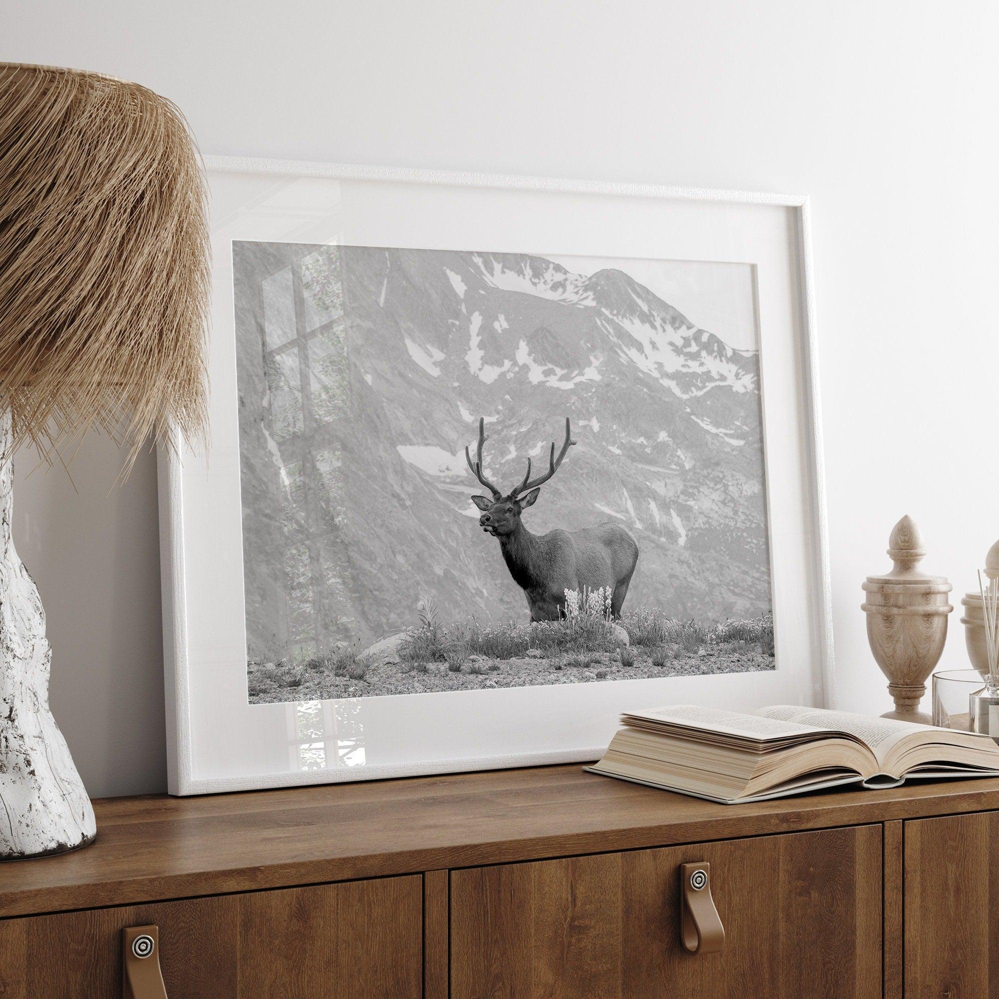 Capture the spirit of Rocky Mountain National Park with this black and white fine art Elk photo print. A majestic Elk stands on top of a bed of flowers with a snow-covered mountain behind it.