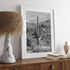 A fine art black and white cactus desert print featuring a stunning cacti in Saguaro National Park, Arizona.