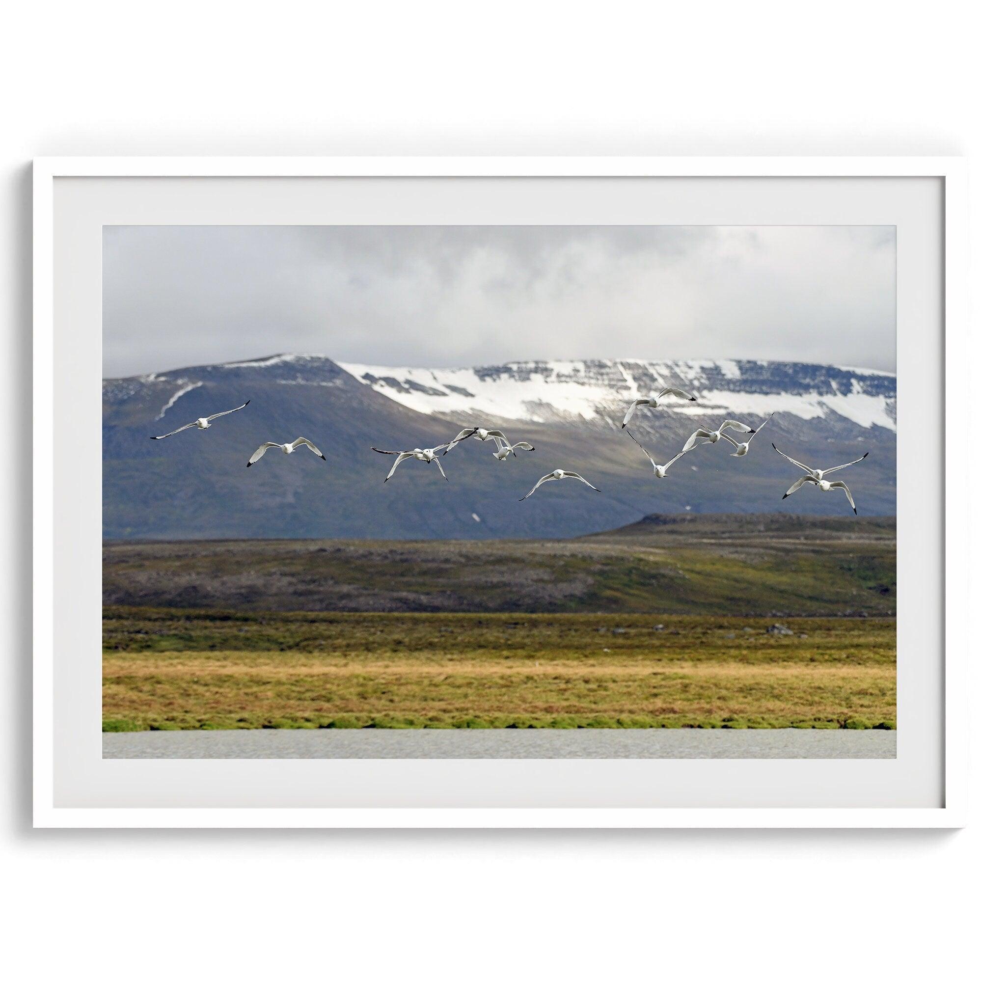 This fine art mountain print features Black-legged Kittiwakes flying over a lake with snow-covered mountains in the backdrop. Taken in Iceland.