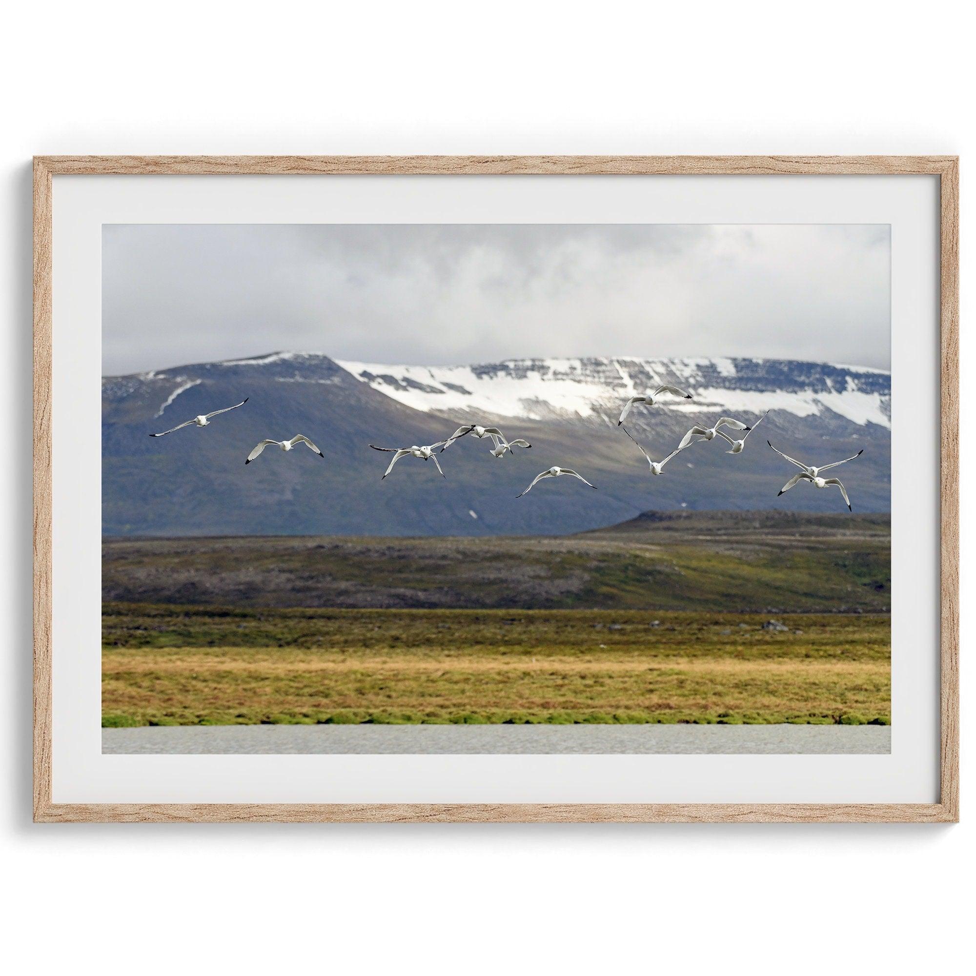 This fine art mountain print features Black-legged Kittiwakes flying over a lake with snow-covered mountains in the backdrop. Taken in Iceland.