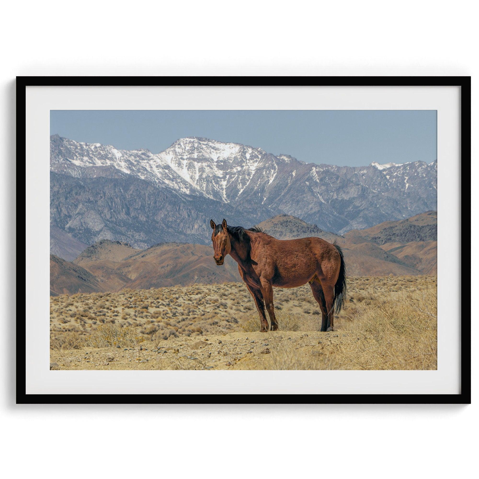 Fine art photograph of a wild horse in Death Valley during winter, with snow-capped mountains and desert landscape in the background.