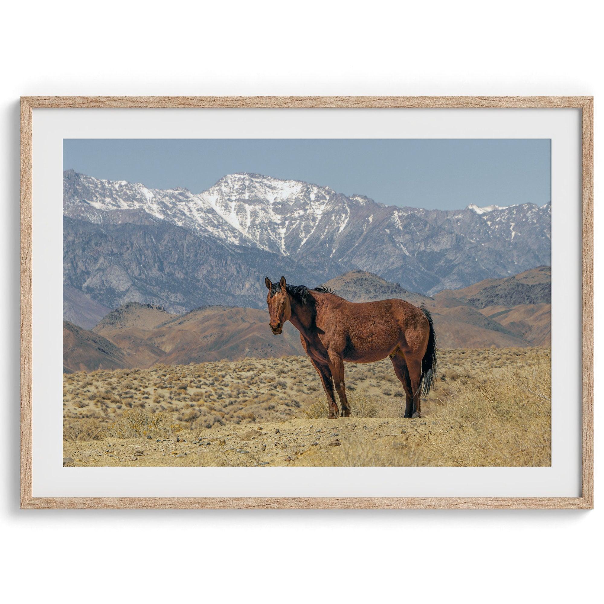 Fine art photograph of a wild horse in Death Valley during winter, with snow-capped mountains and desert landscape in the background.