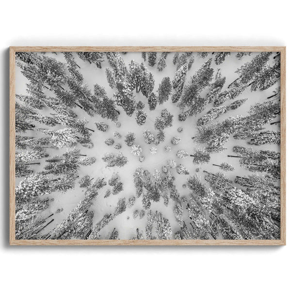 A fine art stunning aerial snowy forest photography print featuring Tahoe National Forest covered in snow shot using drone photography.