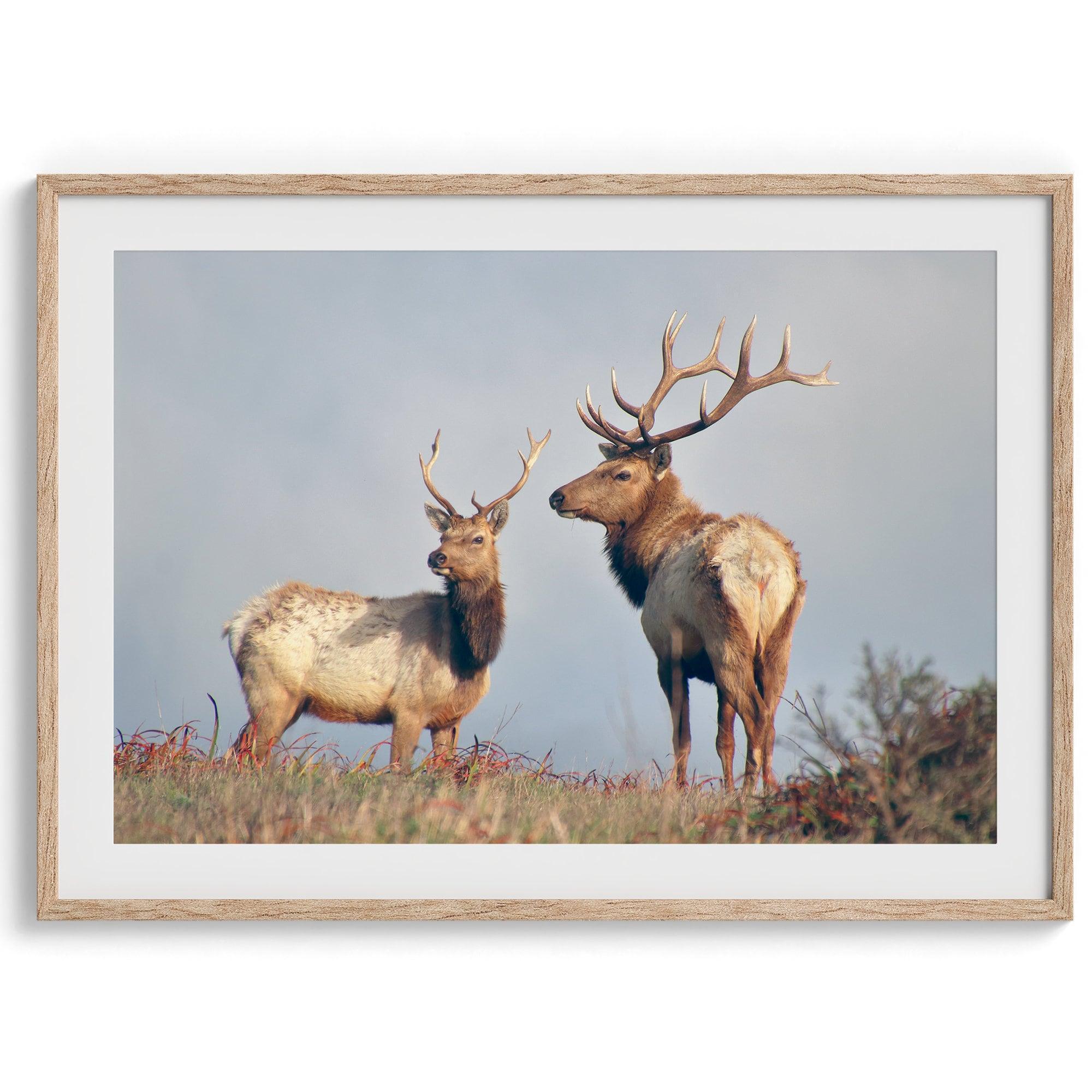 Fine art print featuring two majestic coastal elk standing in the Point Reyes National Seashore landscape, California. Warm tones and golden light enhance the scene.