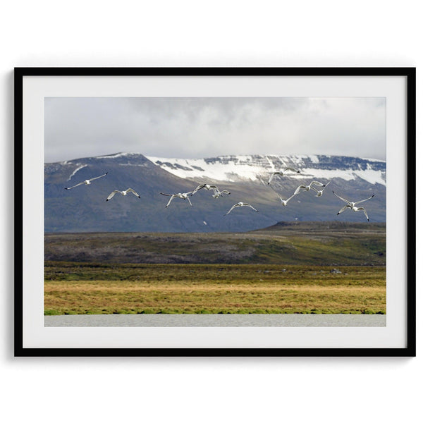This fine art mountain print features Black-legged Kittiwakes flying over a lake with snow-covered mountains in the backdrop. Taken in Iceland.