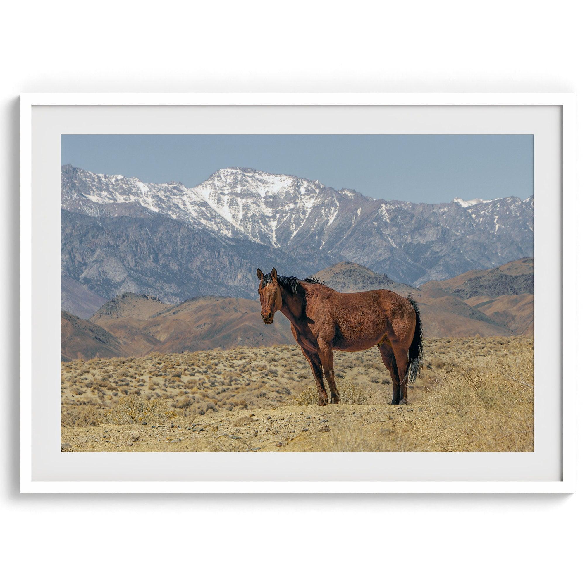 Fine art photograph of a wild horse in Death Valley during winter, with snow-capped mountains and desert landscape in the background.