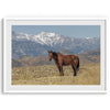 Fine art photograph of a wild horse in Death Valley during winter, with snow-capped mountains and desert landscape in the background.