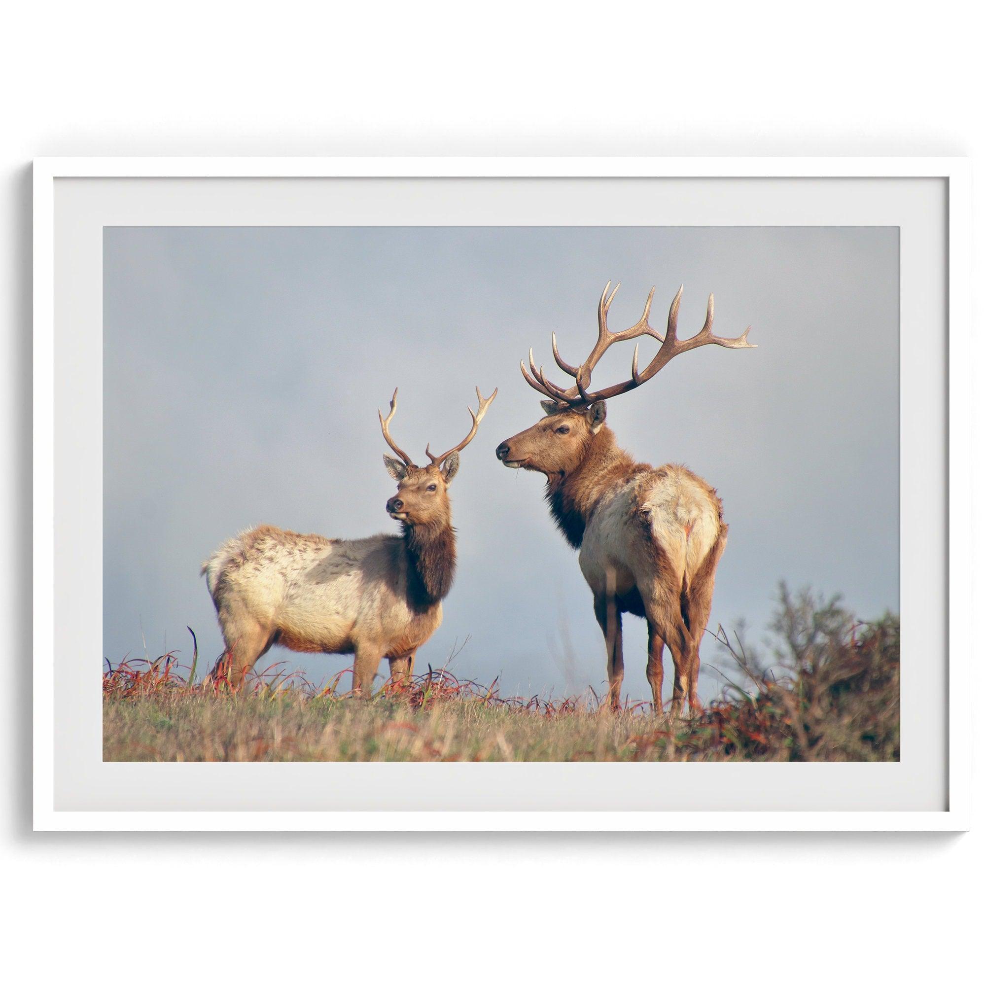 Fine art print featuring two majestic coastal elk standing in the Point Reyes National Seashore landscape, California. Warm tones and golden light enhance the scene.