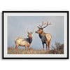 Fine art print featuring two majestic coastal elk standing in the Point Reyes National Seashore landscape, California. Warm tones and golden light enhance the scene.