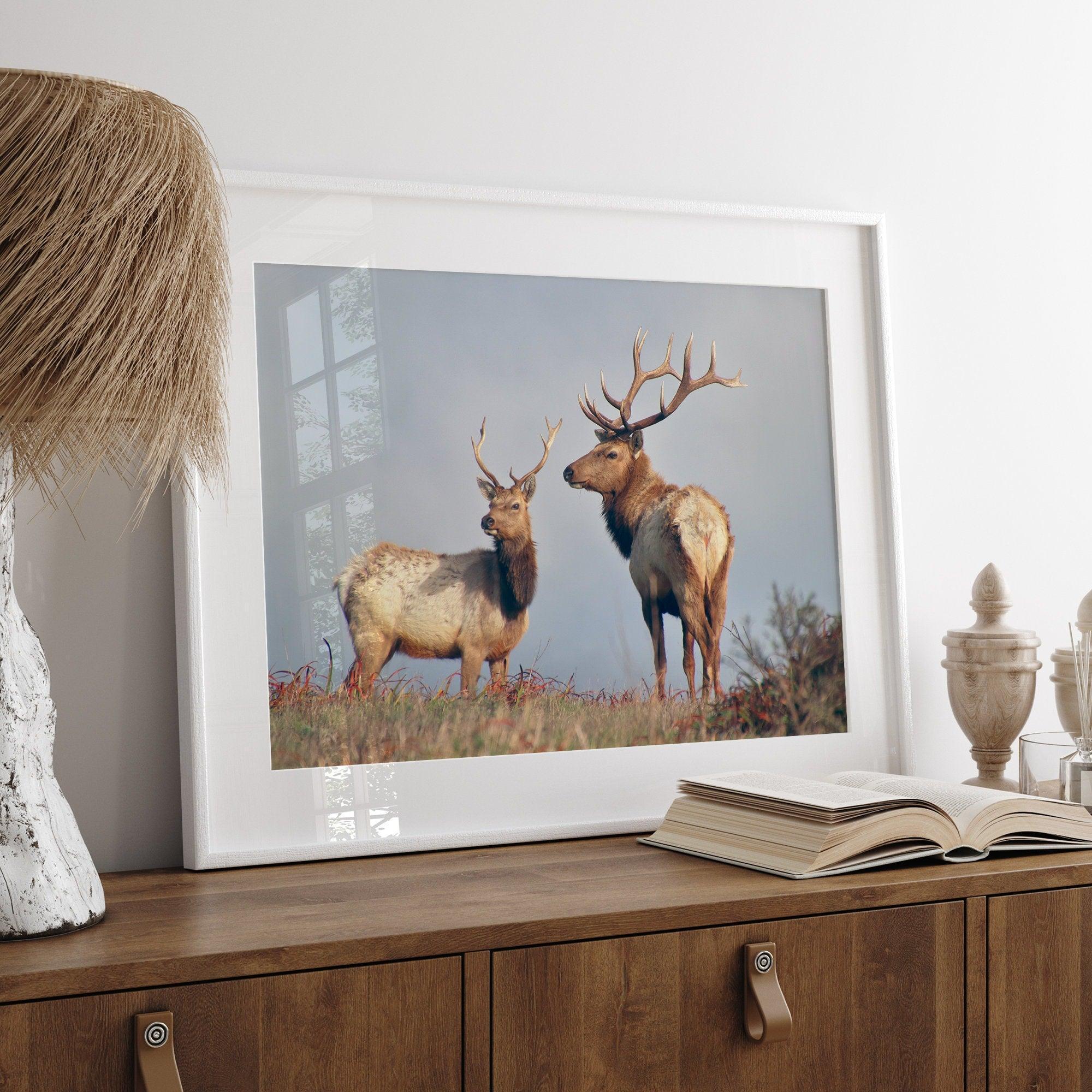 Fine art print featuring two majestic coastal elk standing in the Point Reyes National Seashore landscape, California. Warm tones and golden light enhance the scene.