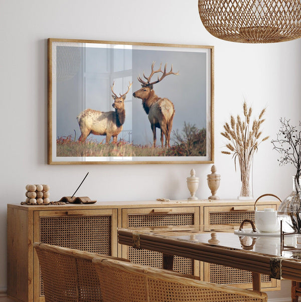 Fine Art Coastal Elk Print - Animal Wall Art, California Wildlife Photography, Framed Deer Art Print, Point Reyes Wall Art for Home Decor